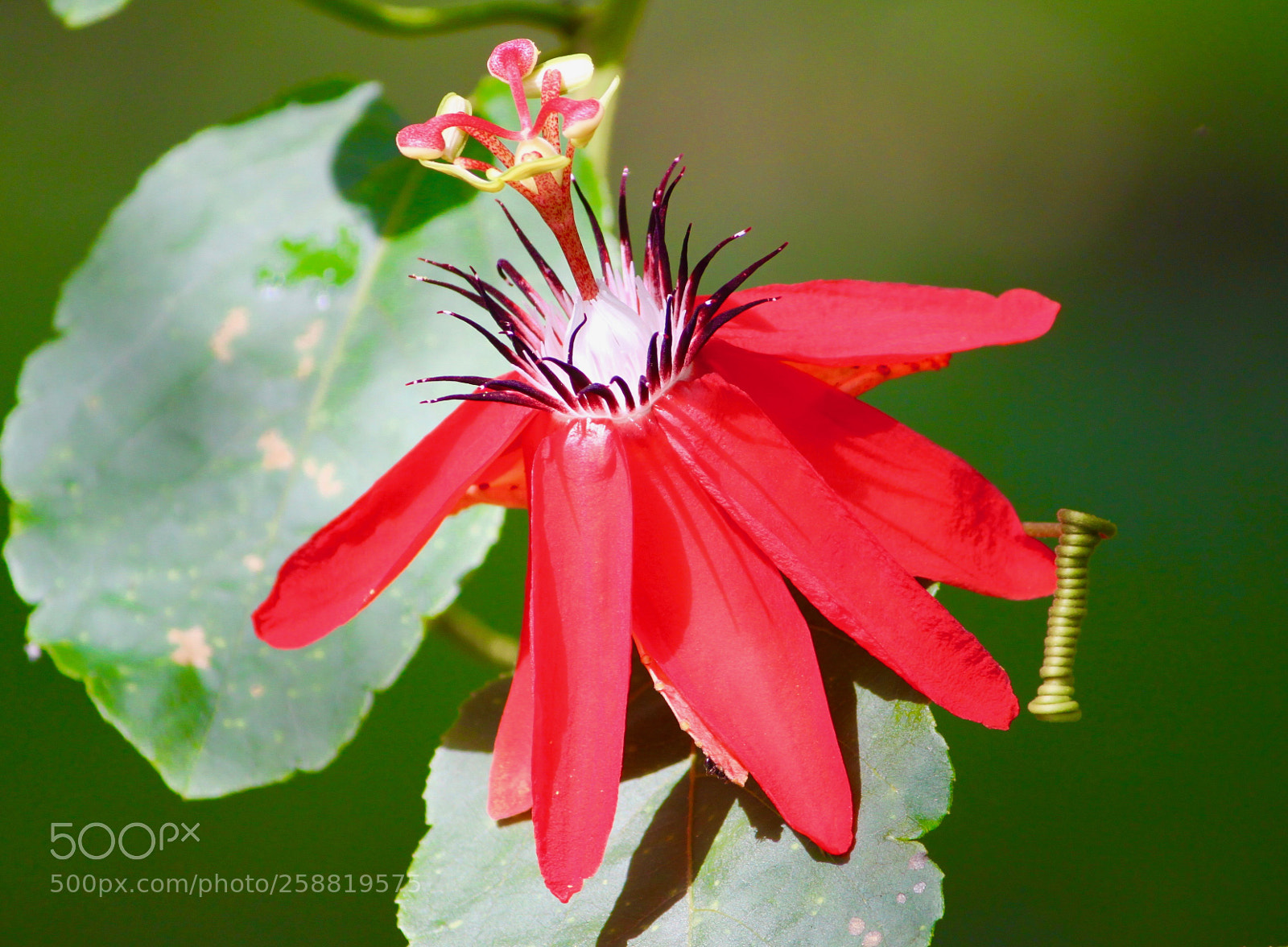 Canon EOS 500D (EOS Rebel T1i / EOS Kiss X3) sample photo. A red beauty photography