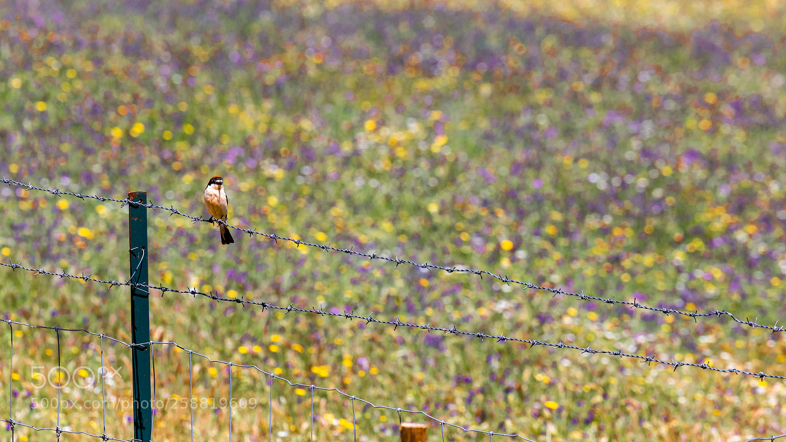 Canon EOS 6D sample photo. Like monet... photography