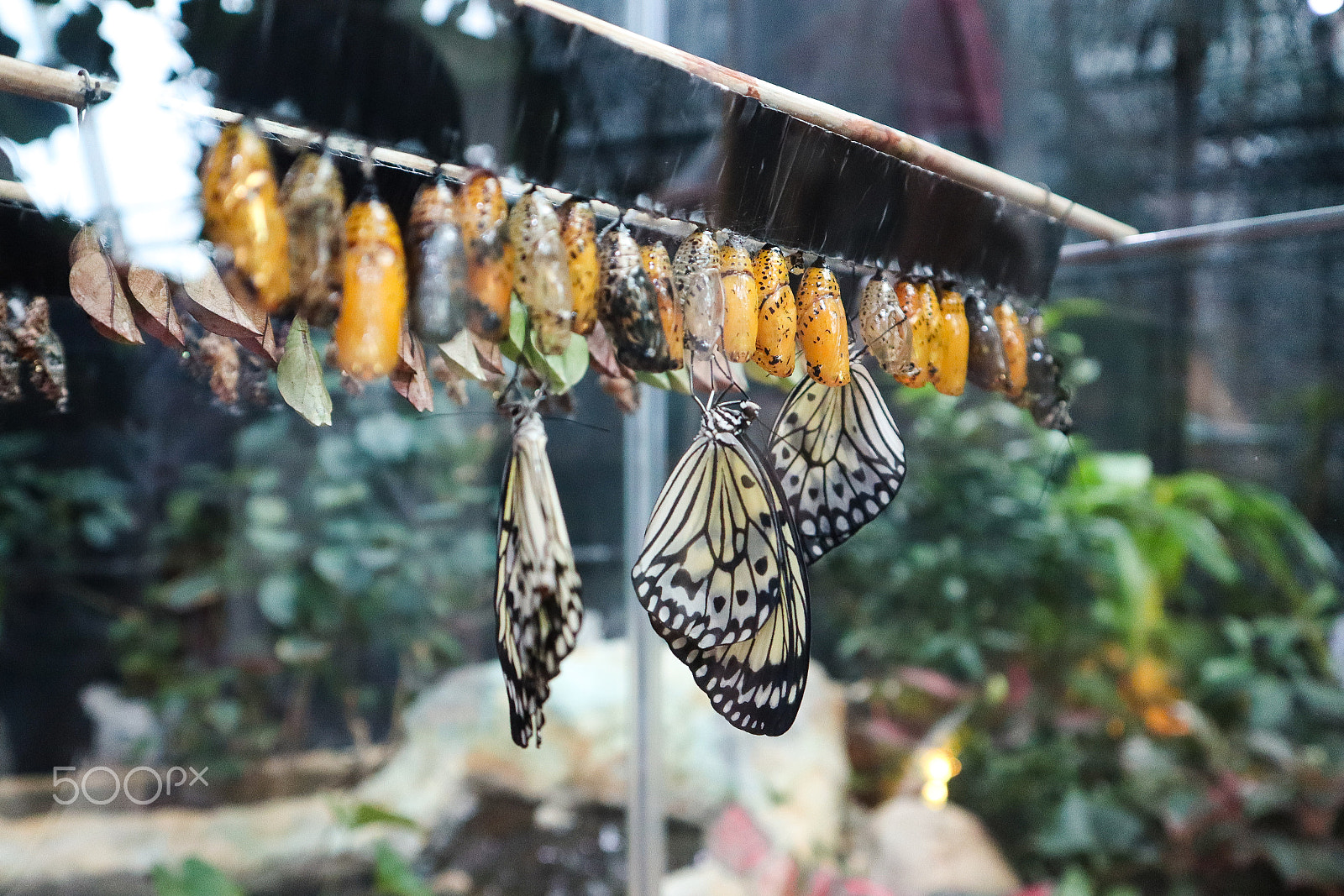 Canon EOS M50 (EOS Kiss M) sample photo. Butterflies photography