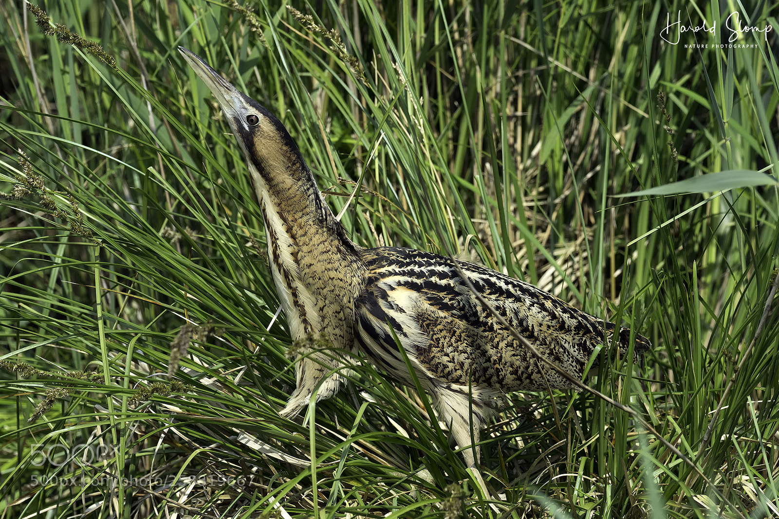 Olympus OM-D E-M1 Mark II sample photo. Bittern (roerdomp) photography