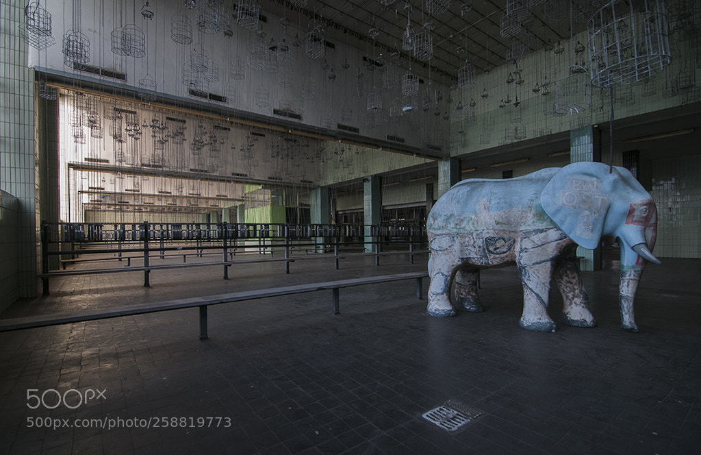 Nikon D300S sample photo. Rivoluzione animale photography