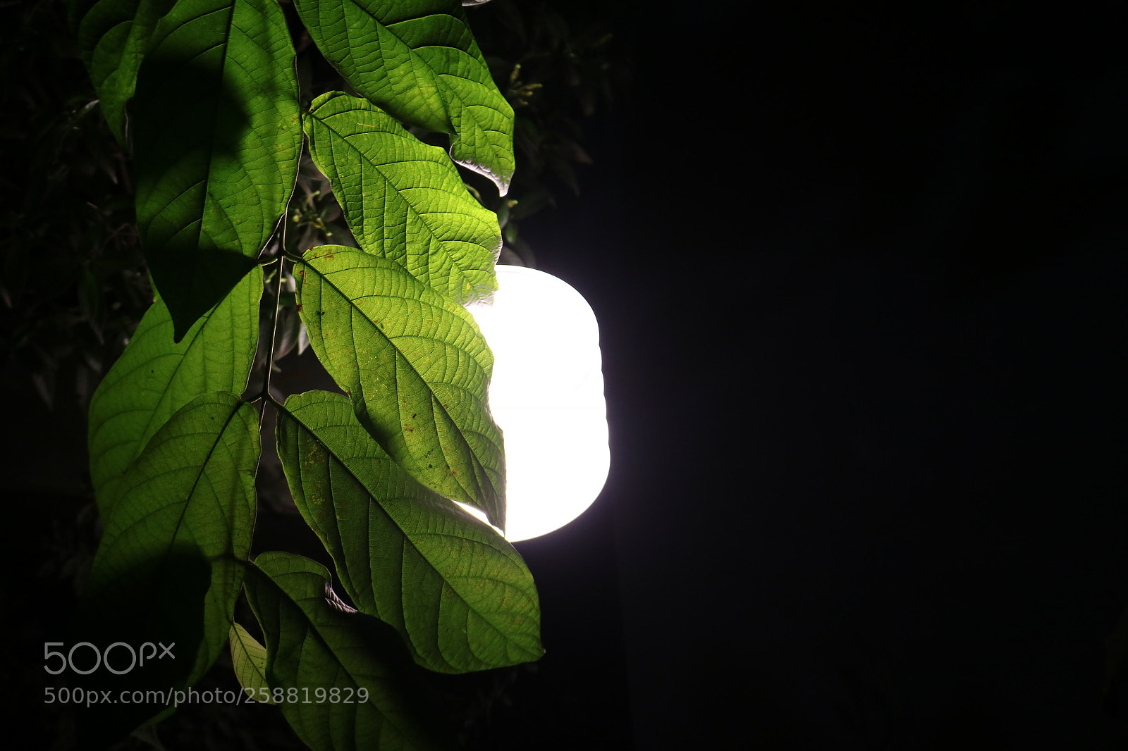 Canon EOS 750D (EOS Rebel T6i / EOS Kiss X8i) sample photo. Light and leafs photography