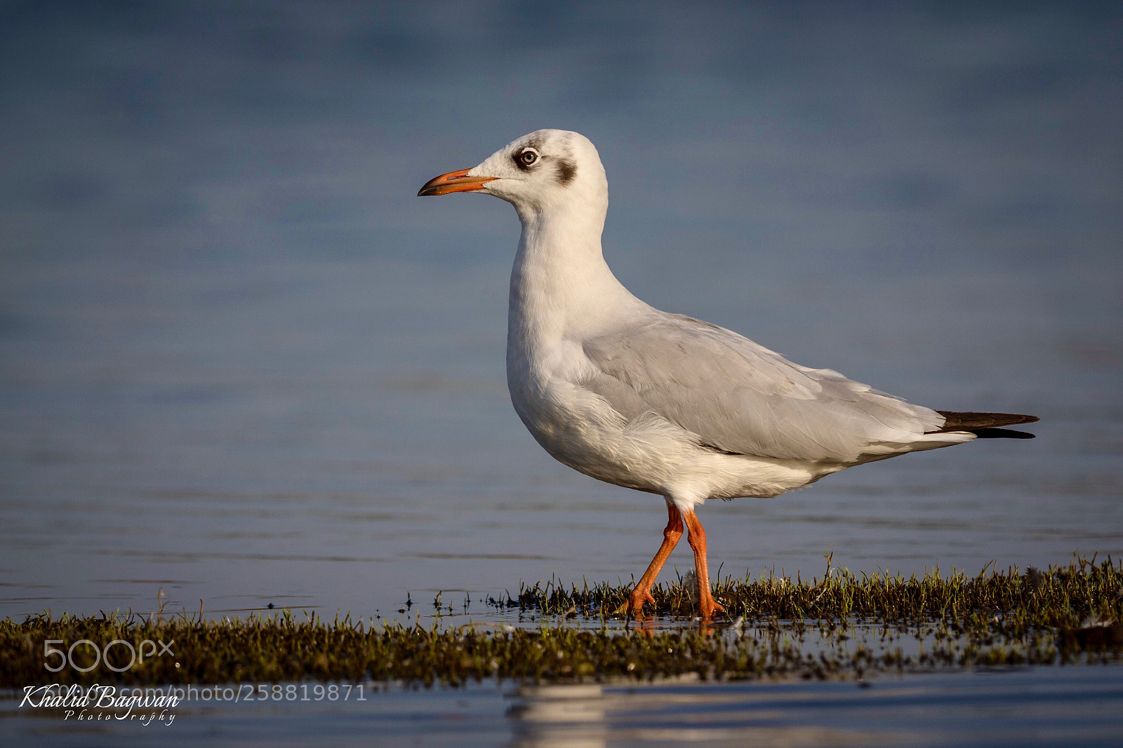 Canon EOS 7D Mark II sample photo. Seagull photography