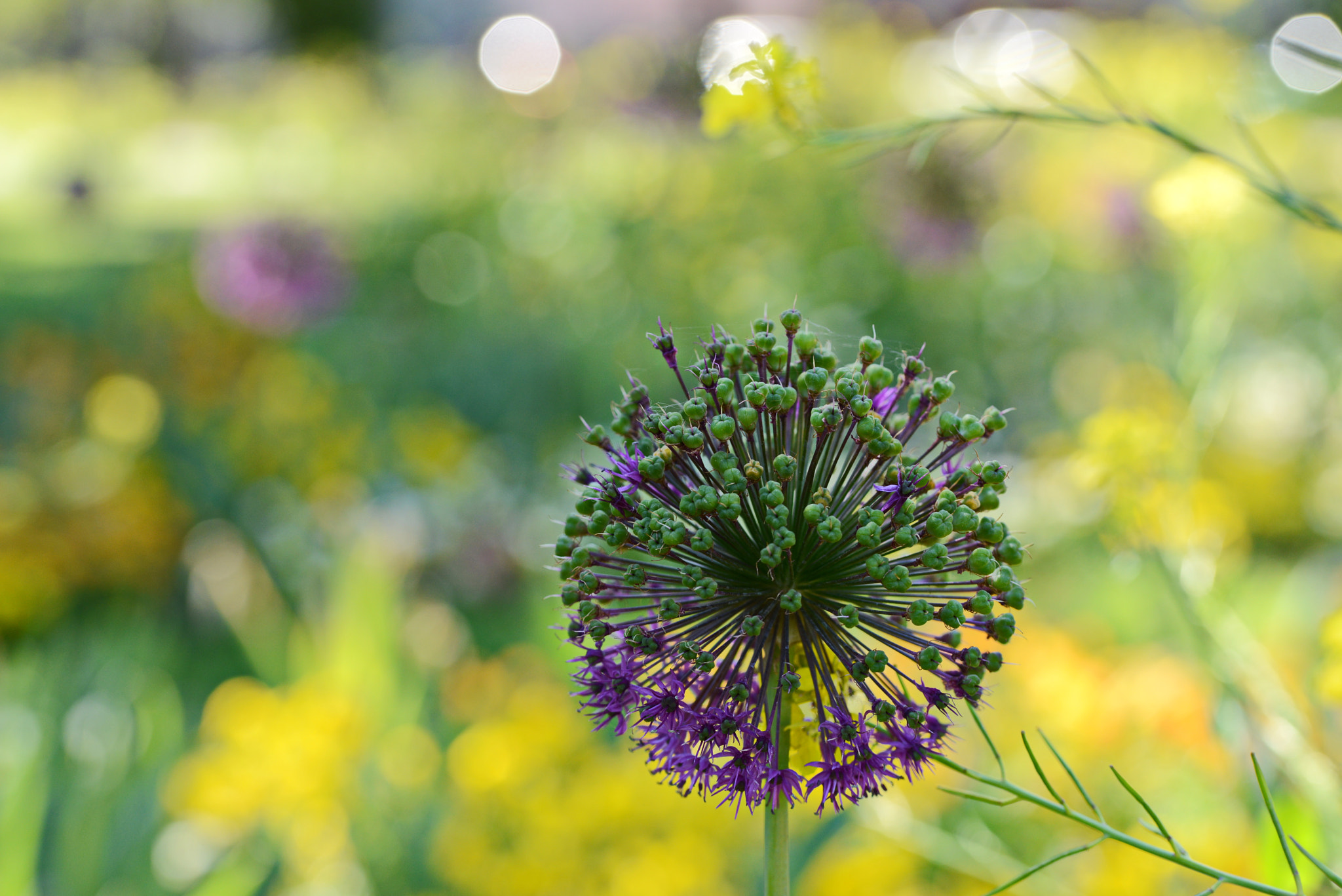 Sigma 105mm F2.8 EX DG OS HSM sample photo. Pfingsten 2018 photography