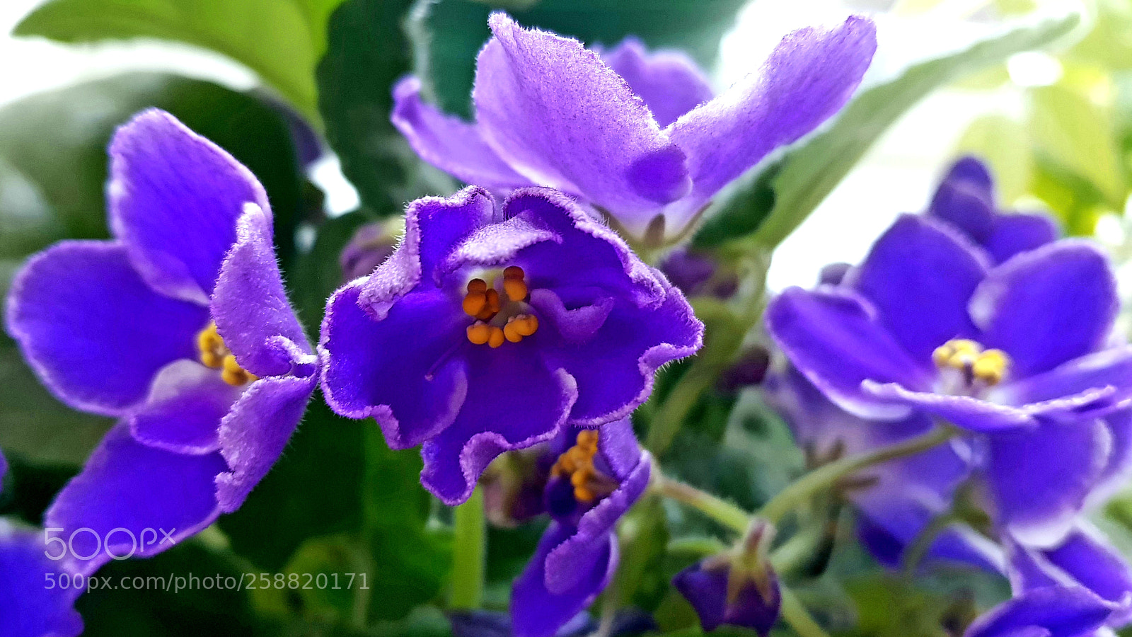 Samsung Galaxy S8+ sample photo. Violets photography