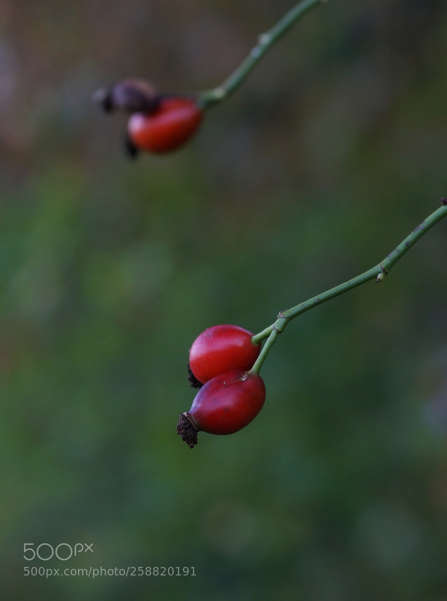 Sony a6000 sample photo. 2 & 1,5 photography