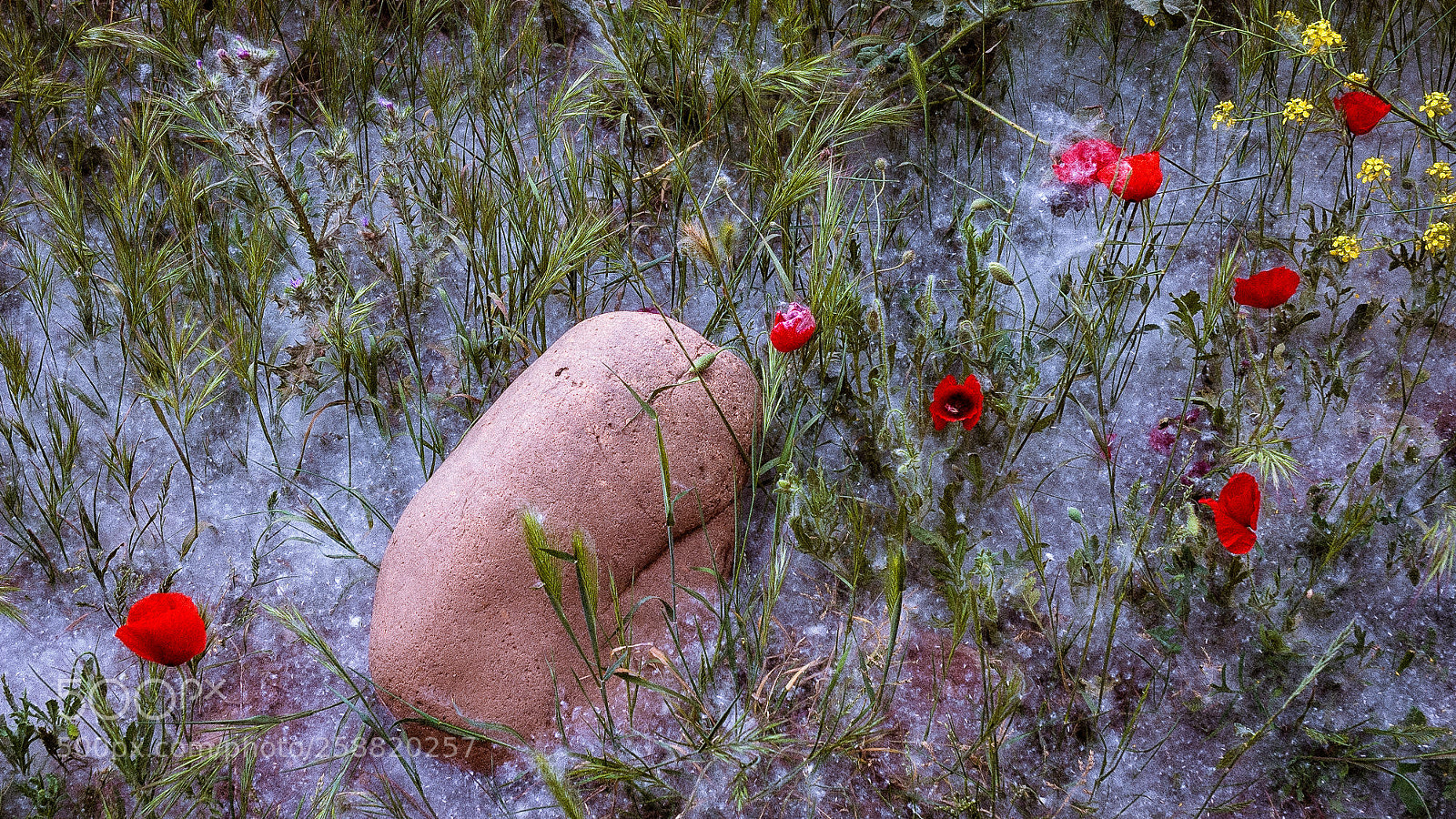 Nikon D70s sample photo. Camino de santiago - 30/40 photography