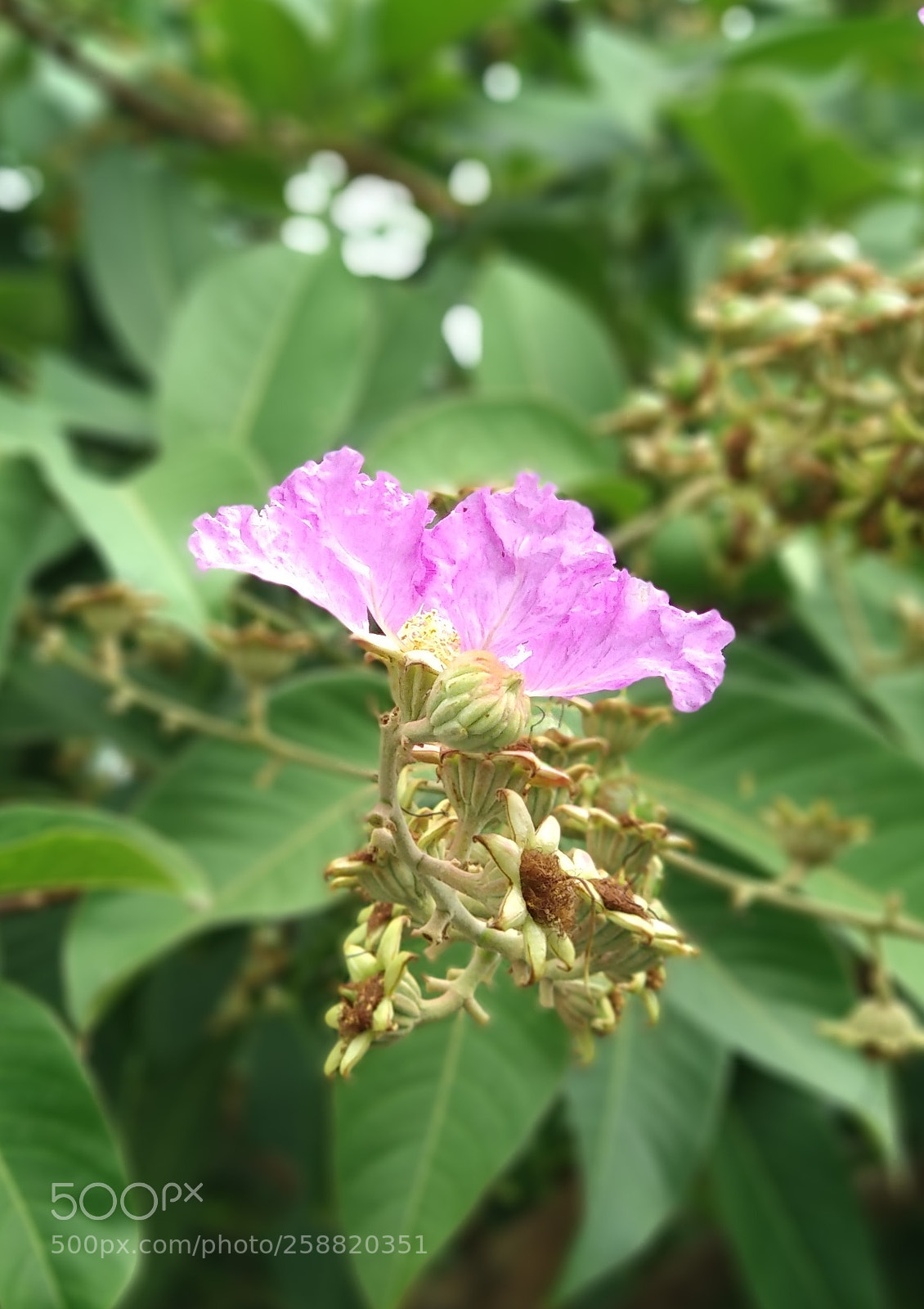 Xiaomi Mi A1 sample photo. Flower photography