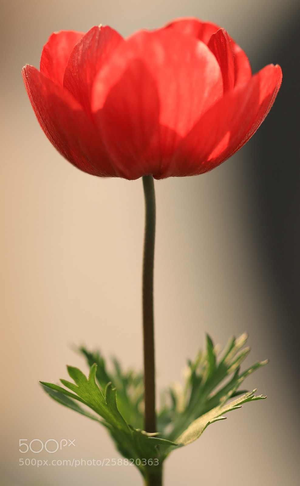 Canon EOS 5D Mark IV sample photo. Anemone photography
