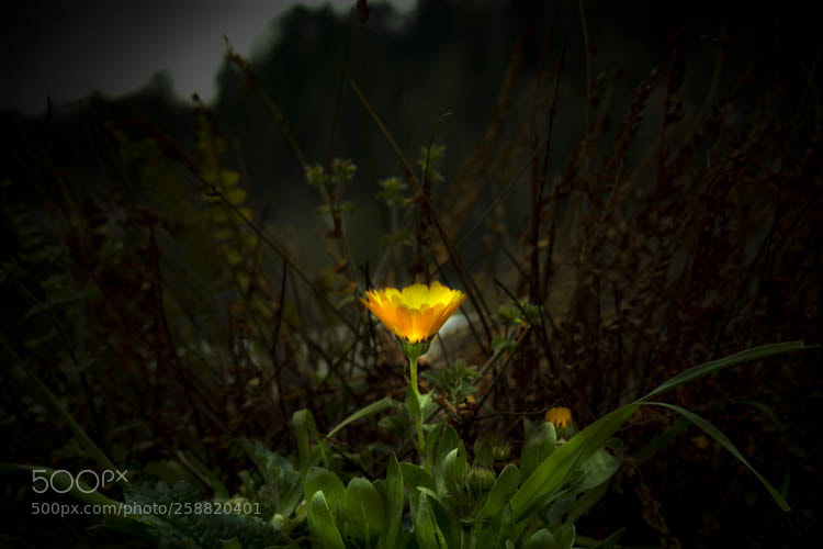 Nikon D5500 sample photo. Somewhere in dharamshala photography