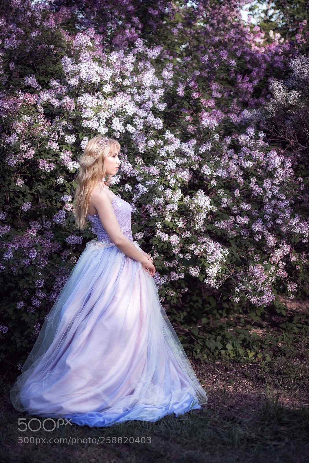 Nikon D750 sample photo. Waiting for the prince photography