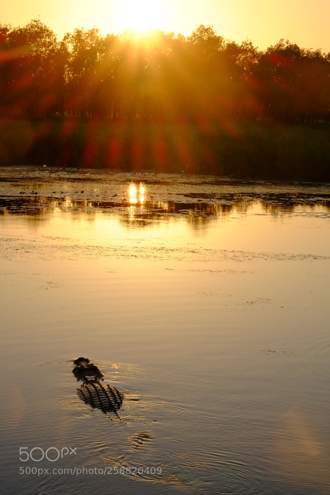 Fujifilm X-T1 sample photo. Crocodile at sunrise photography