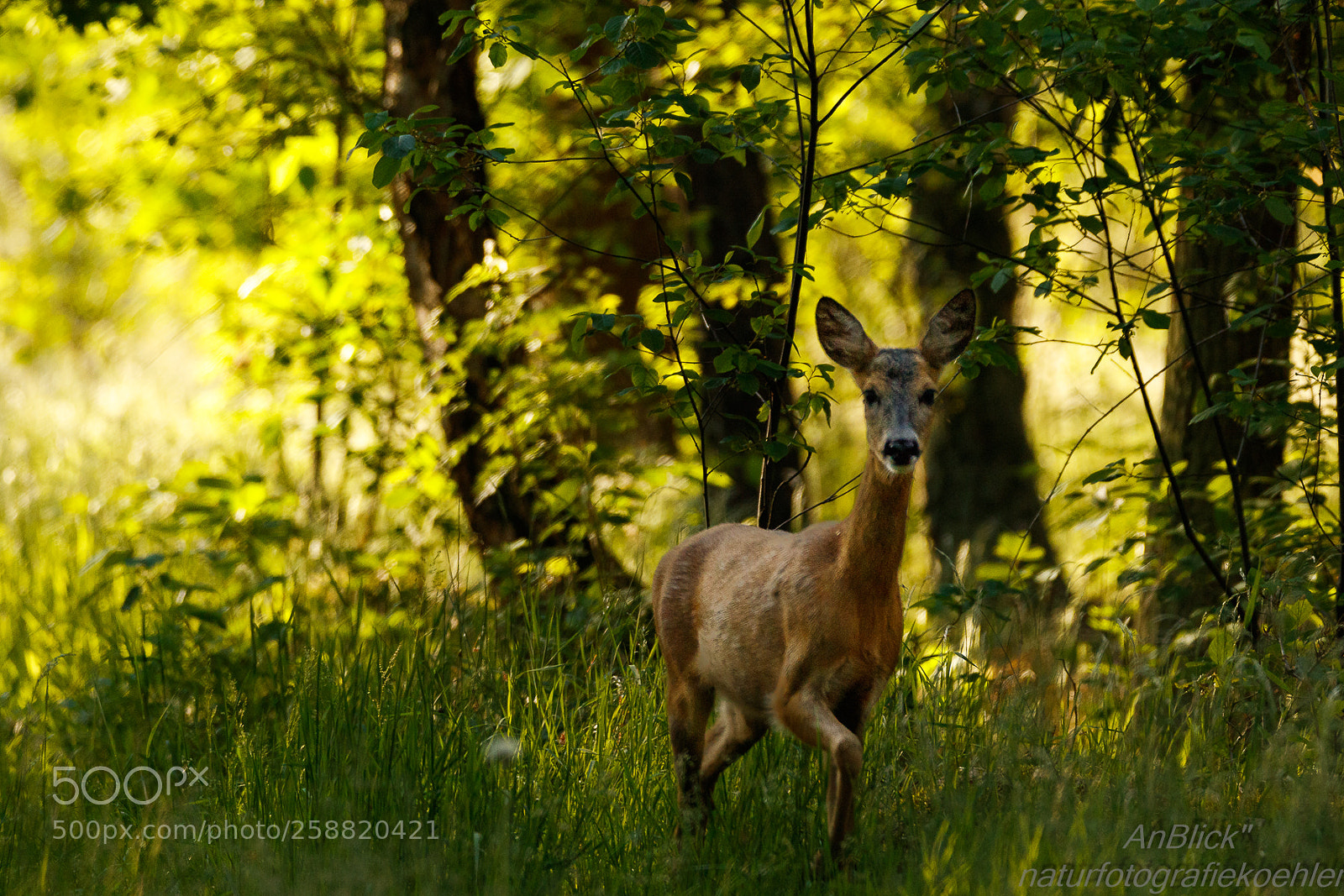Canon EOS 7D Mark II sample photo. Fast zum greifen nahe photography