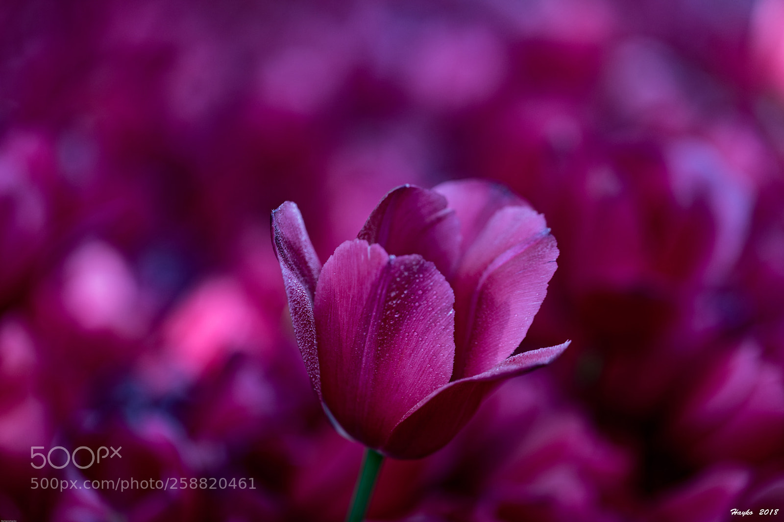 Canon EOS 5D Mark IV sample photo. Laleler... photography