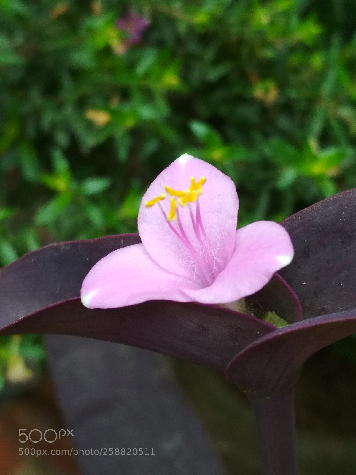 Xiaomi Redmi 4X sample photo. Untitled photography