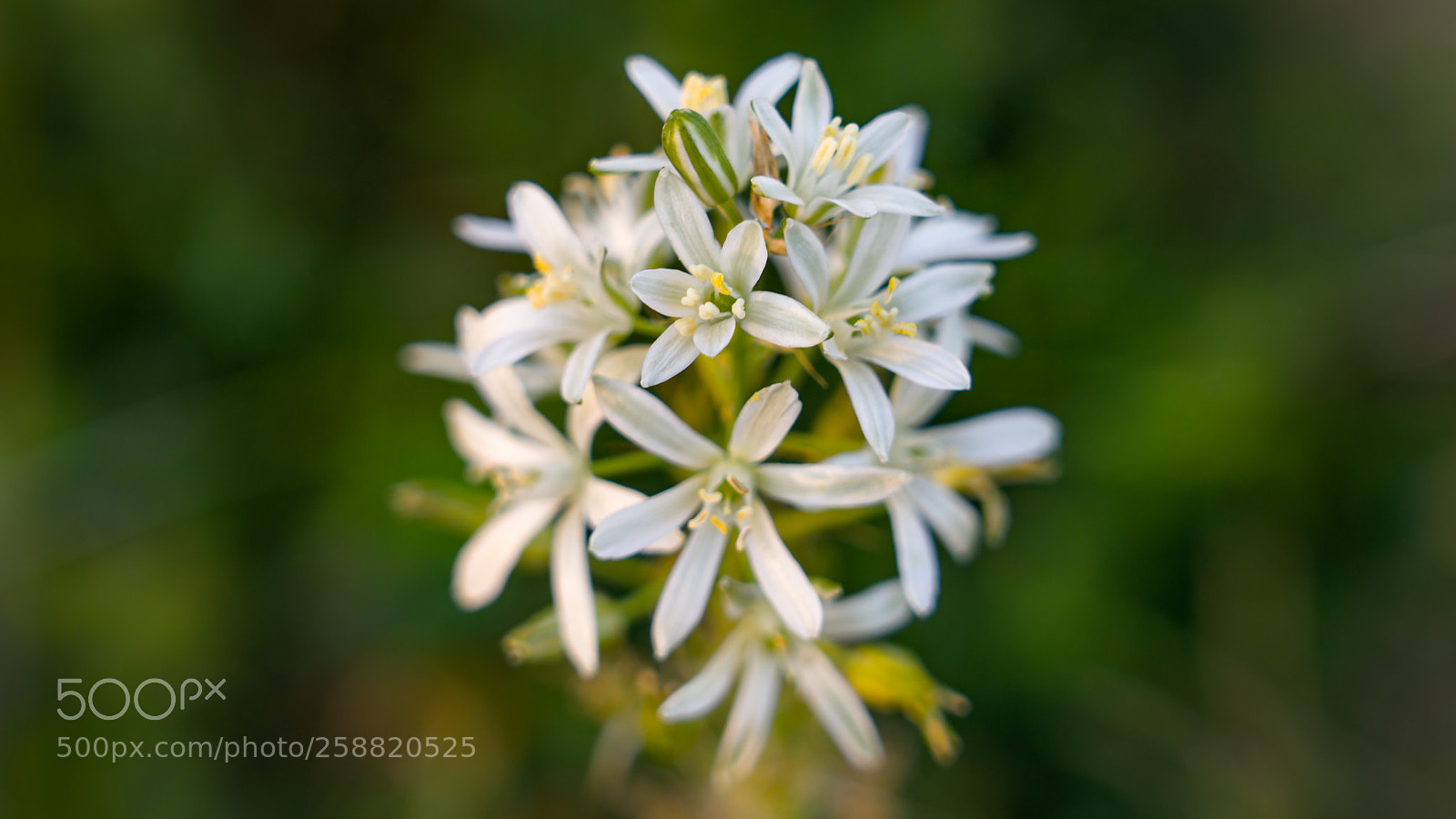 Sony a7R III sample photo. White flowers photography
