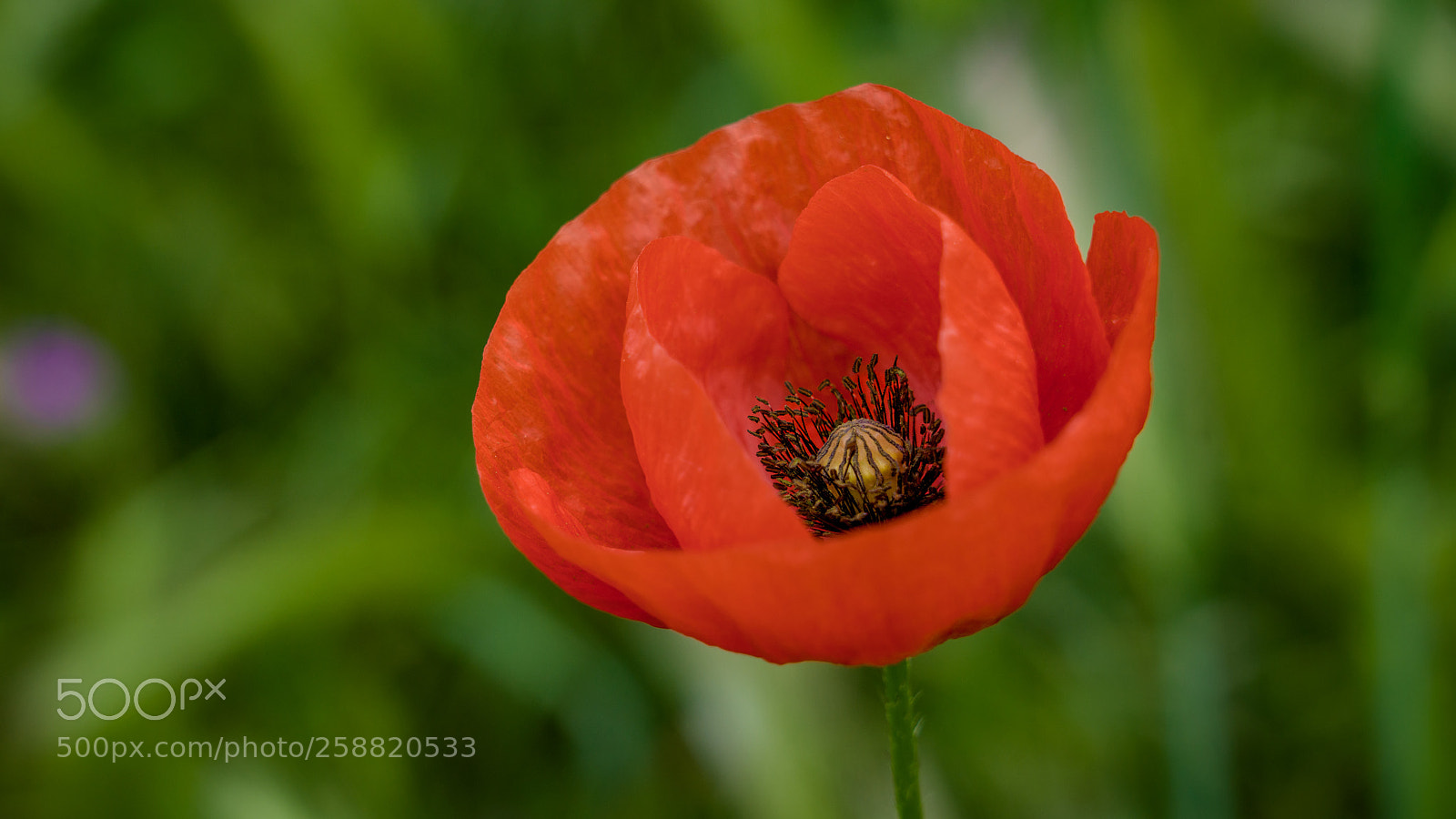 Sony a7R III sample photo. Poppy photography