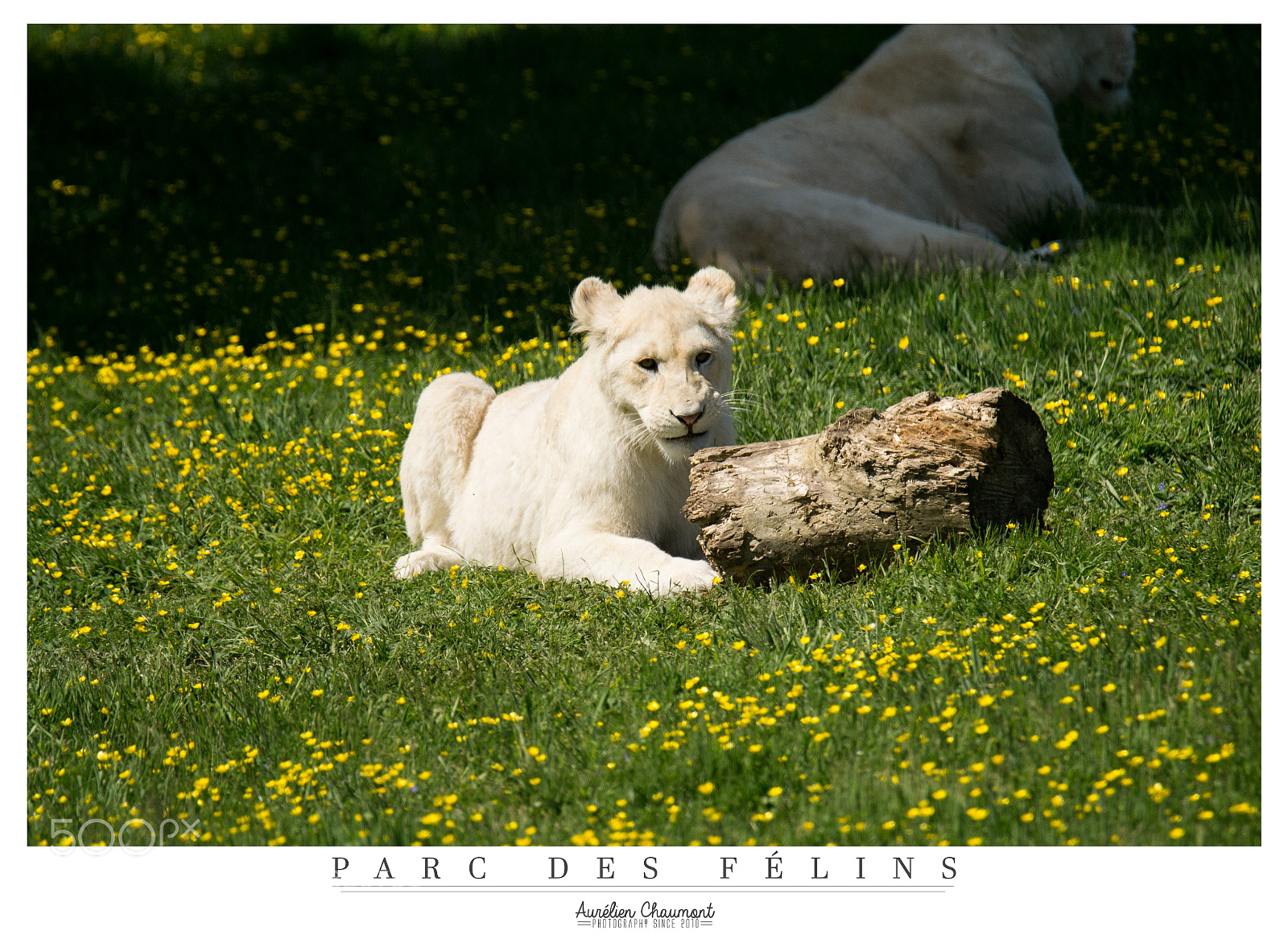 Nikon D3100 sample photo. Cute lion baby photography