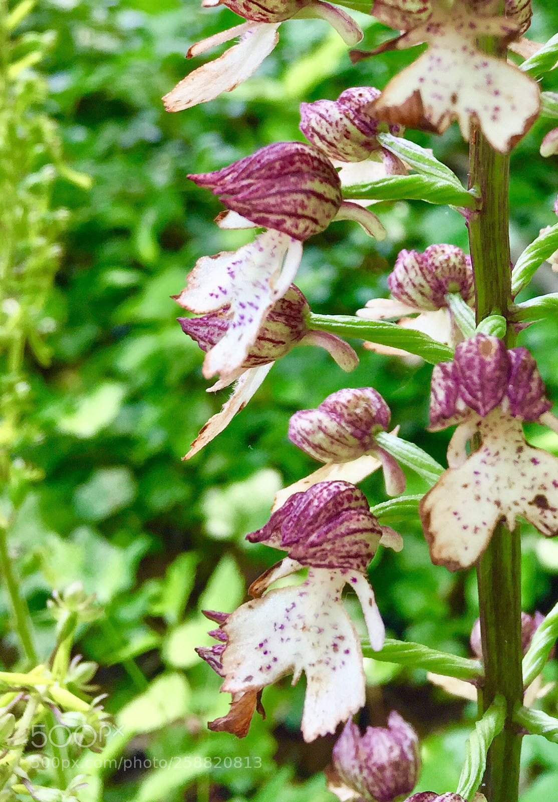 Apple iPhone 6 sample photo. Untitled photography