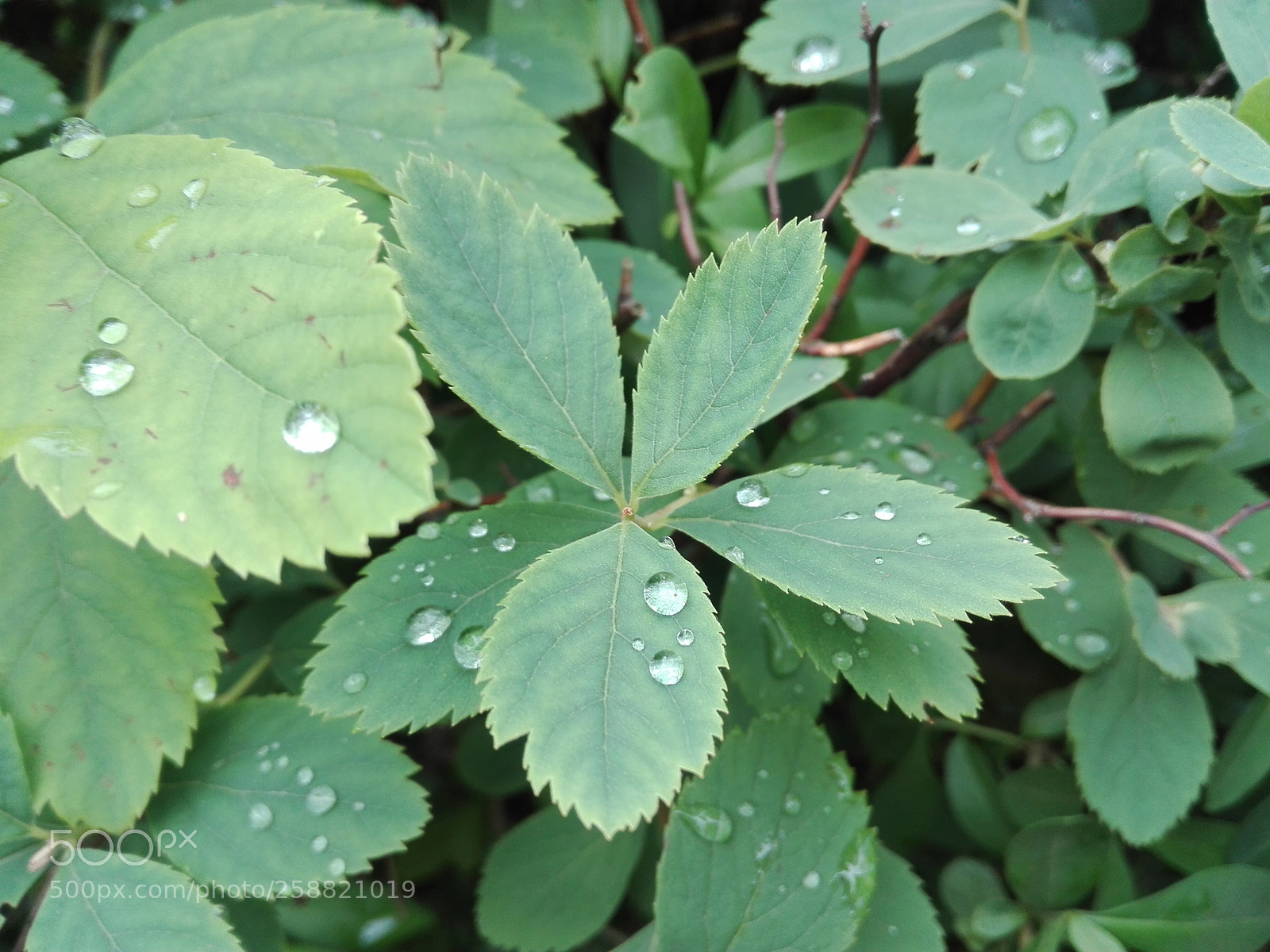 HUAWEI P8 Lite sample photo. Untitled photography