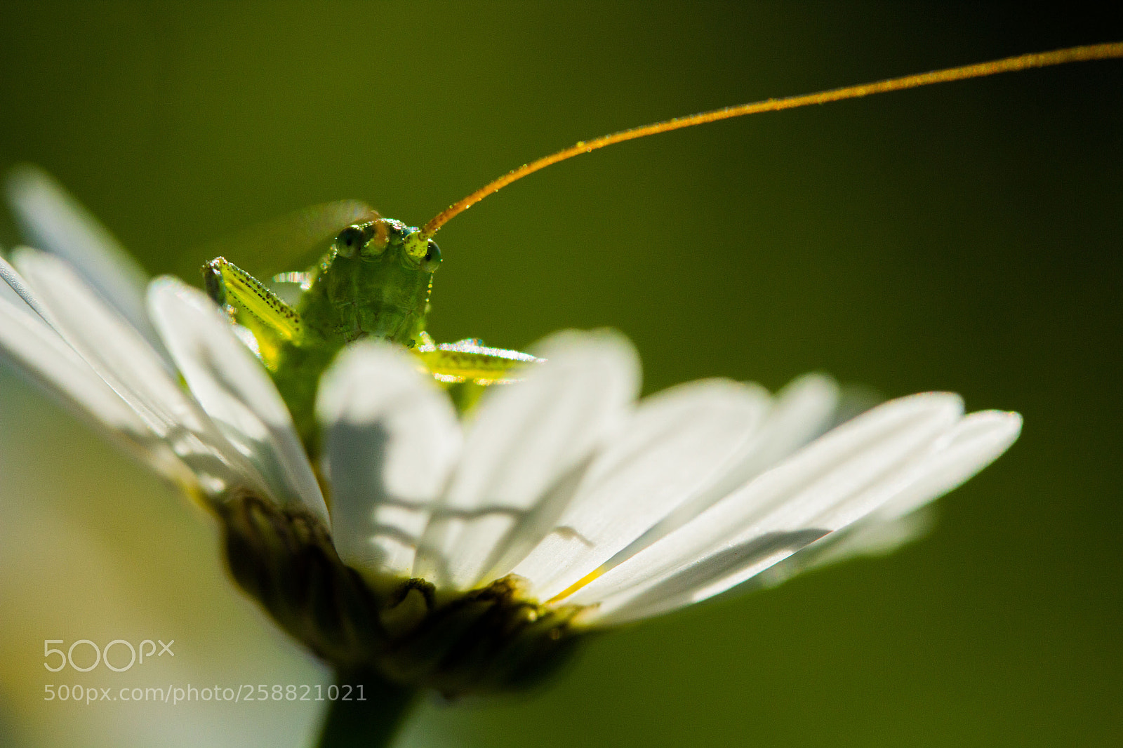 Canon EOS 600D (Rebel EOS T3i / EOS Kiss X5) sample photo. Grashopper photography