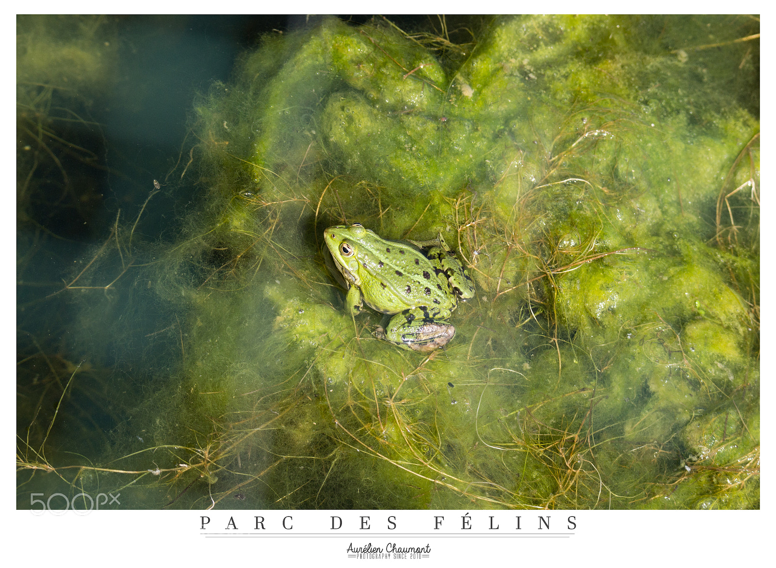 Nikon D3100 sample photo. Froggy photography