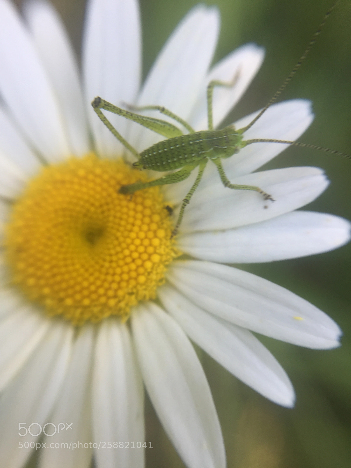 Apple iPhone 6 sample photo. Untitled photography