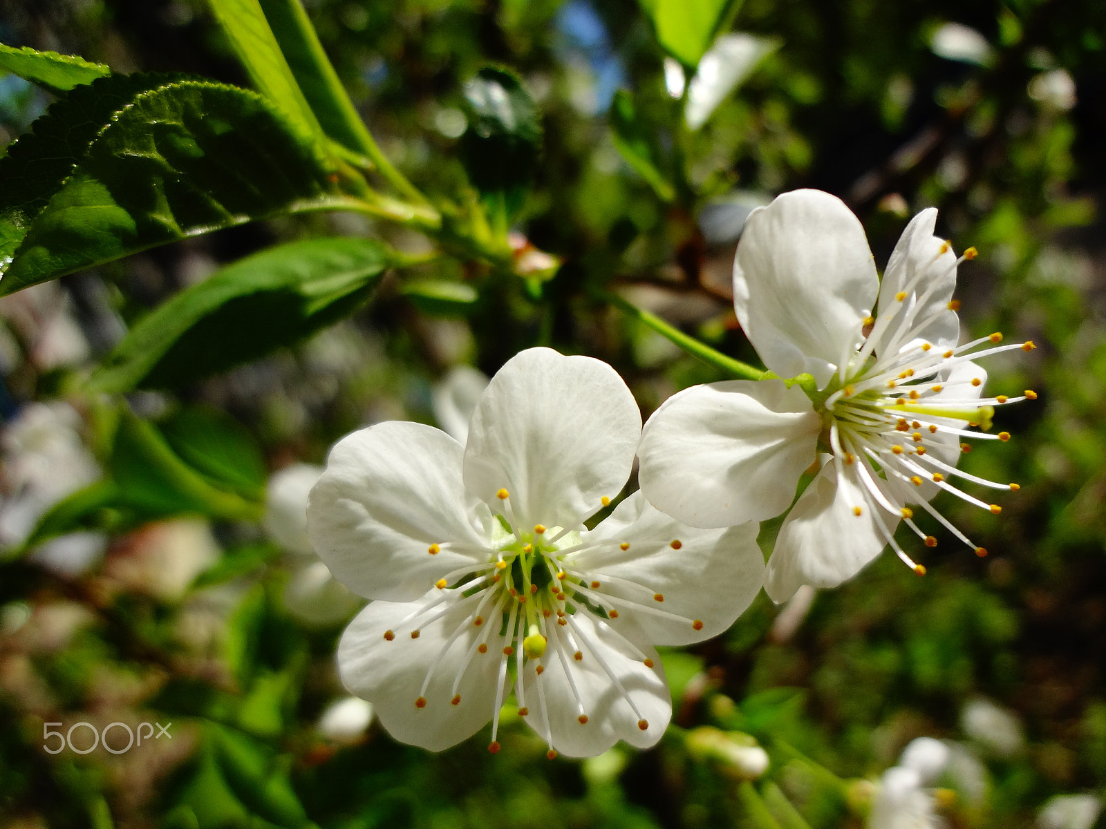 Sony Cyber-shot DSC-WX50 sample photo. Cherry flowers photography