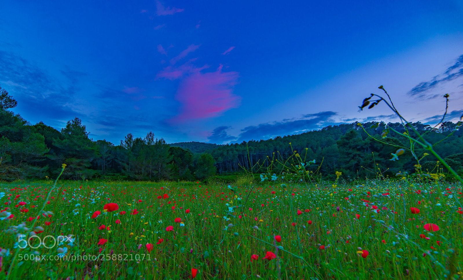 Nikon D610 sample photo. Poppies begues catalonia photography