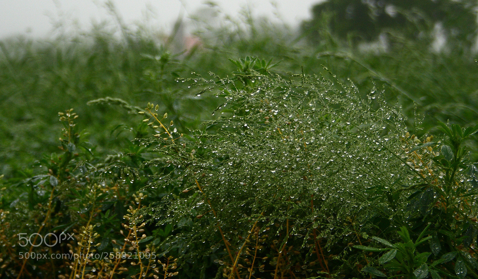 Canon EOS 400D (EOS Digital Rebel XTi / EOS Kiss Digital X) sample photo. Dripping wet photography