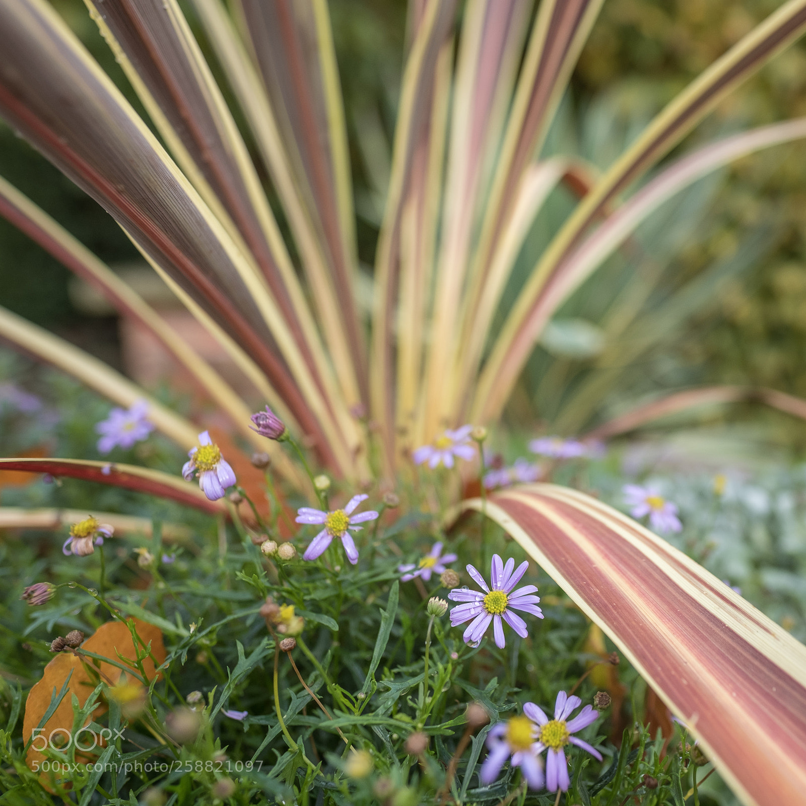 Fujifilm X-T2 sample photo. Little details photography
