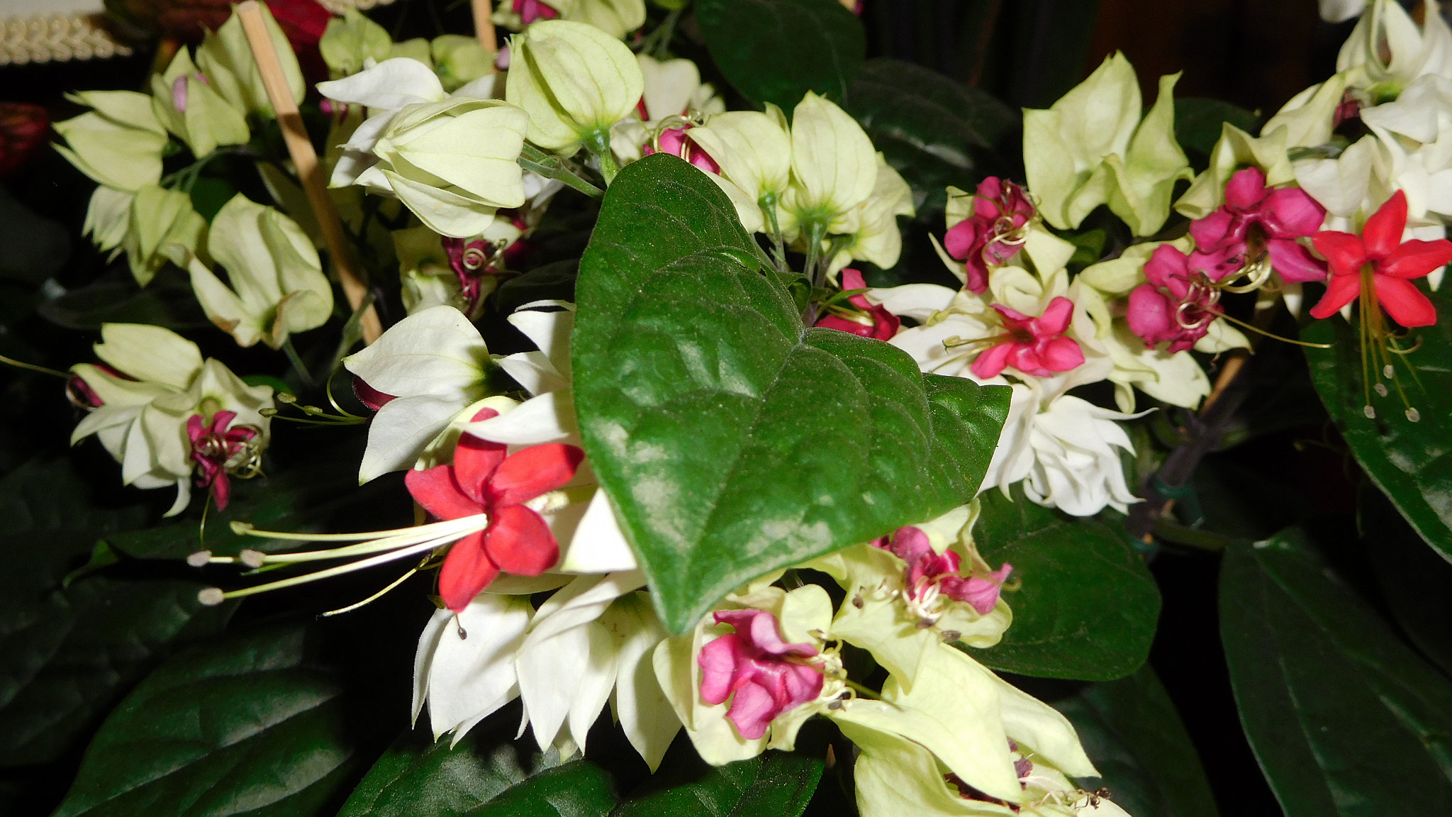 Nikon Coolpix S7000 sample photo. Clerodendrum thomsoniae photography