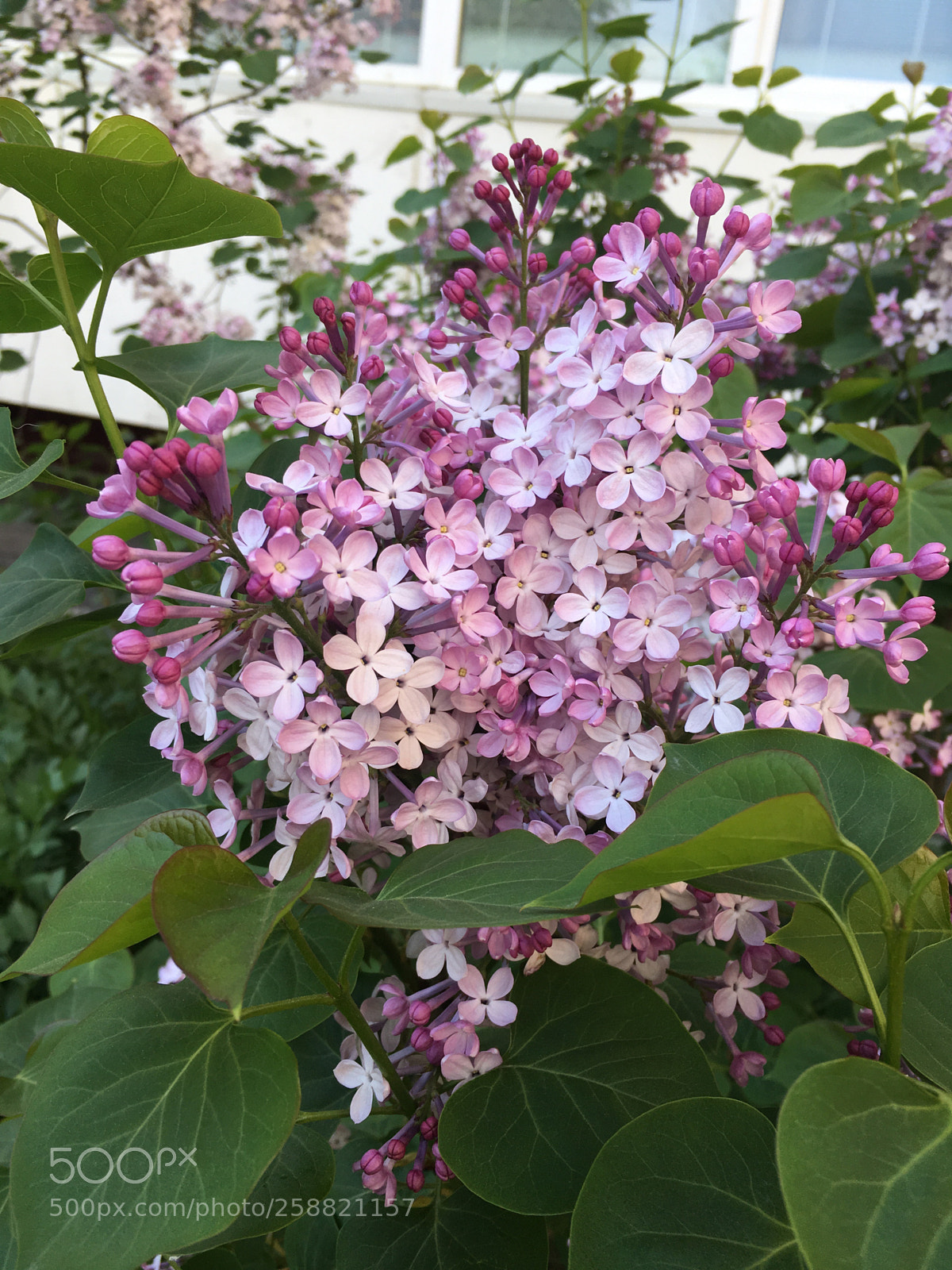 Apple iPhone 6s sample photo. Lilac photography