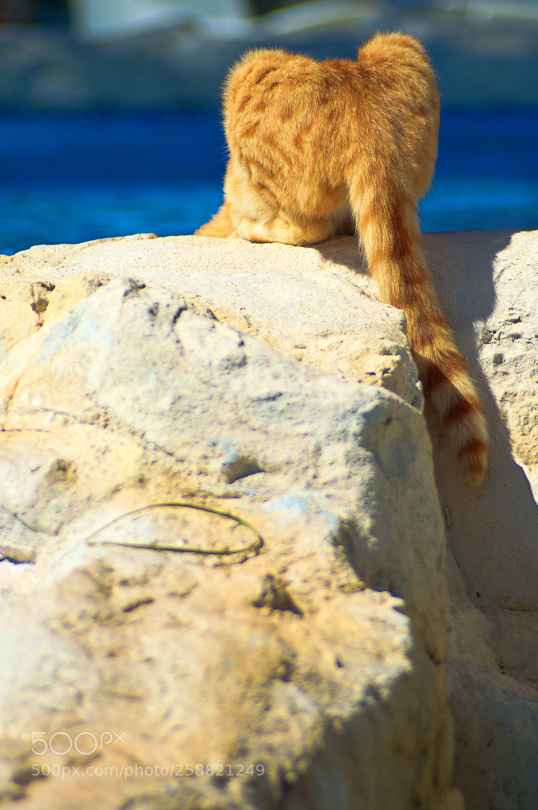 Nikon D3200 sample photo. Ginger cat photography