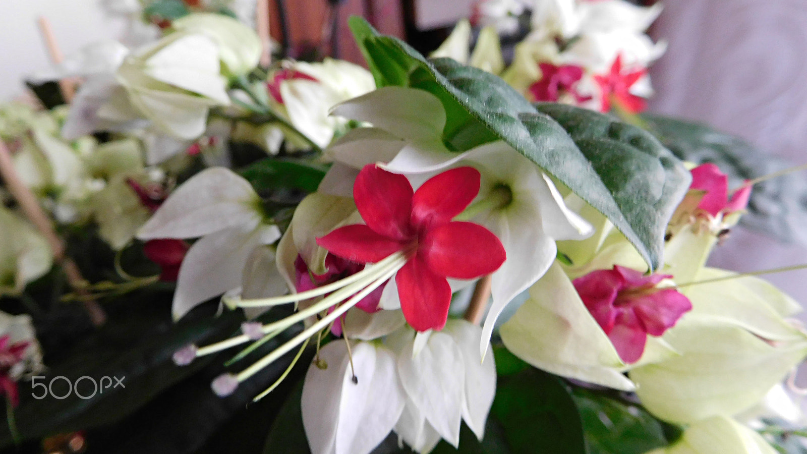 Nikon Coolpix S7000 sample photo. Flores del clerodendrum - clerodendrum flowers photography