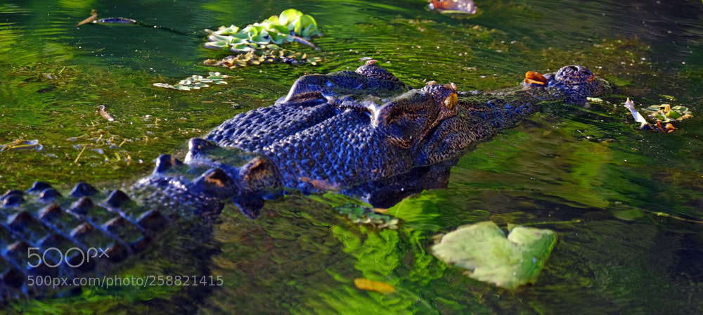 Fujifilm X-T1 sample photo. Crocodile at sunset photography