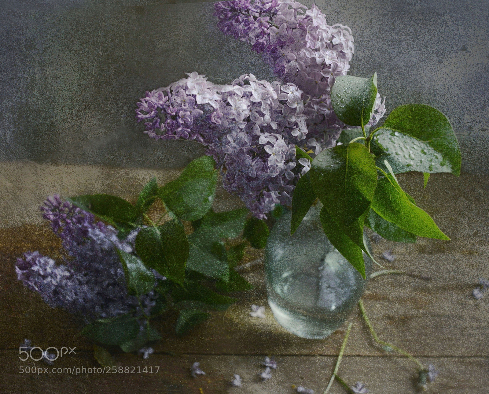 Nikon D600 sample photo. сирень photography