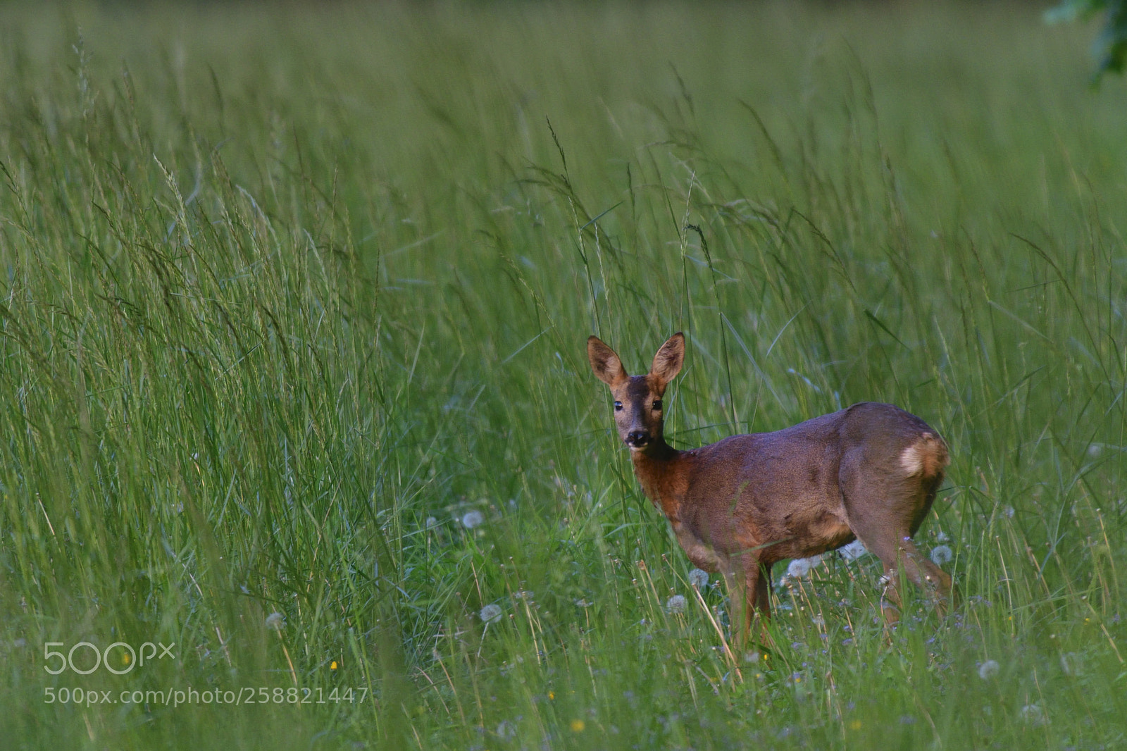 Nikon D500 sample photo. A couvert des herbes photography