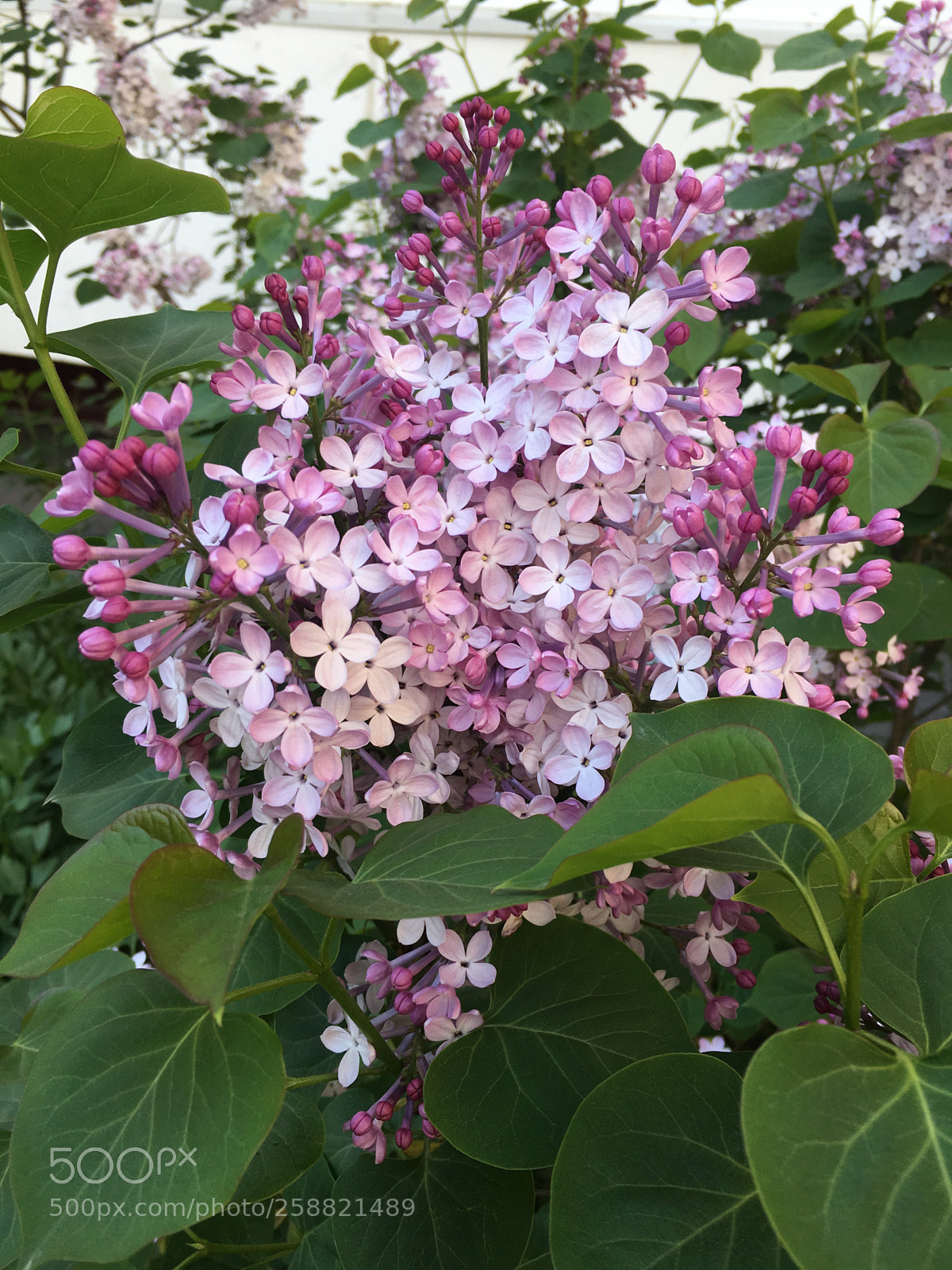 Apple iPhone 6s sample photo. Lilac flowers
 photography