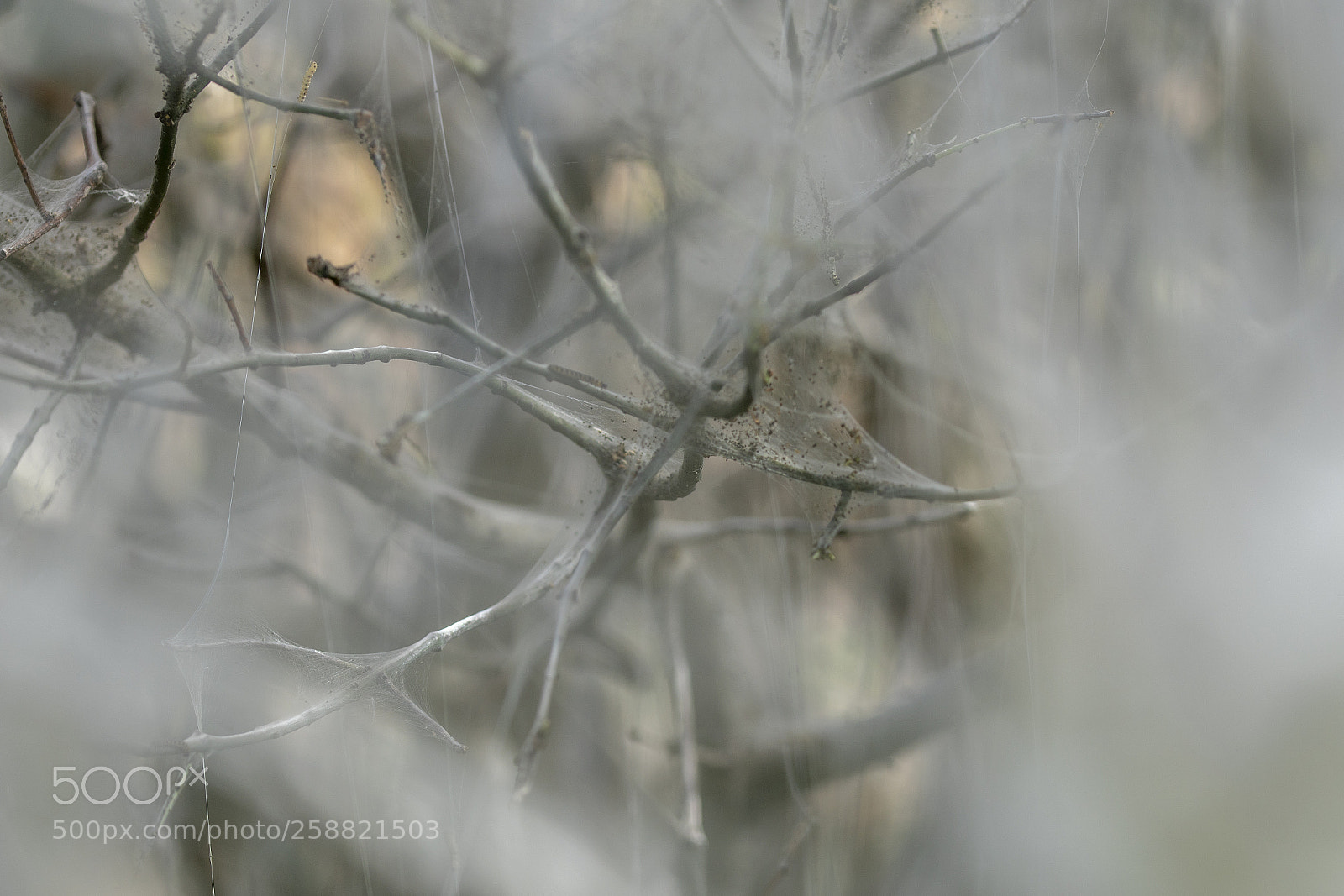 Sony a99 II sample photo. Dsc photography