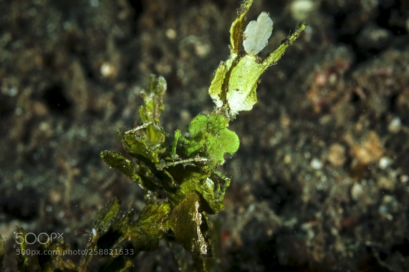 Canon EOS 5D Mark IV sample photo. Halimeda crab photography