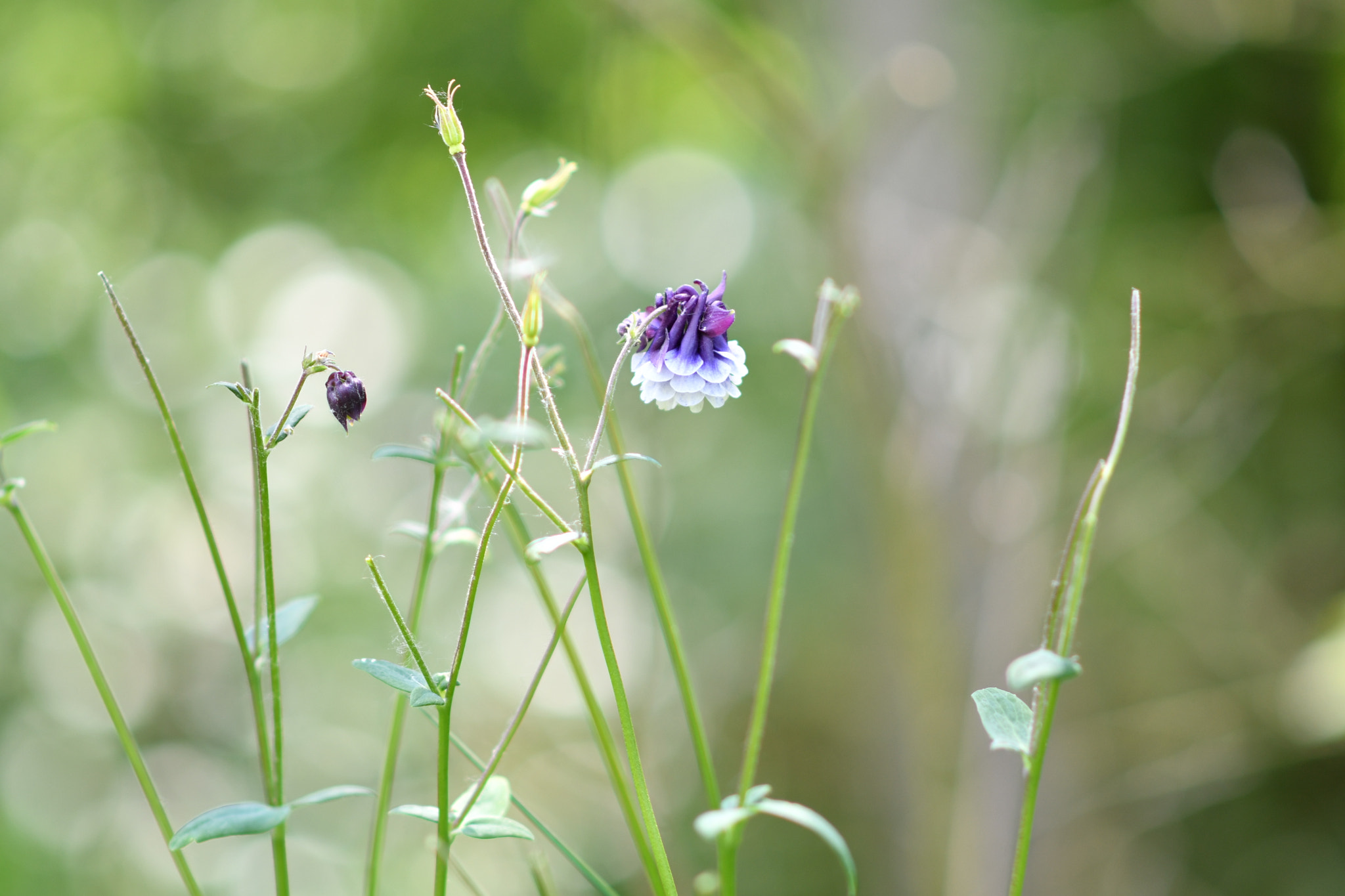 Nikon D7500 + Nikon AF-S Nikkor 85mm F1.8G sample photo