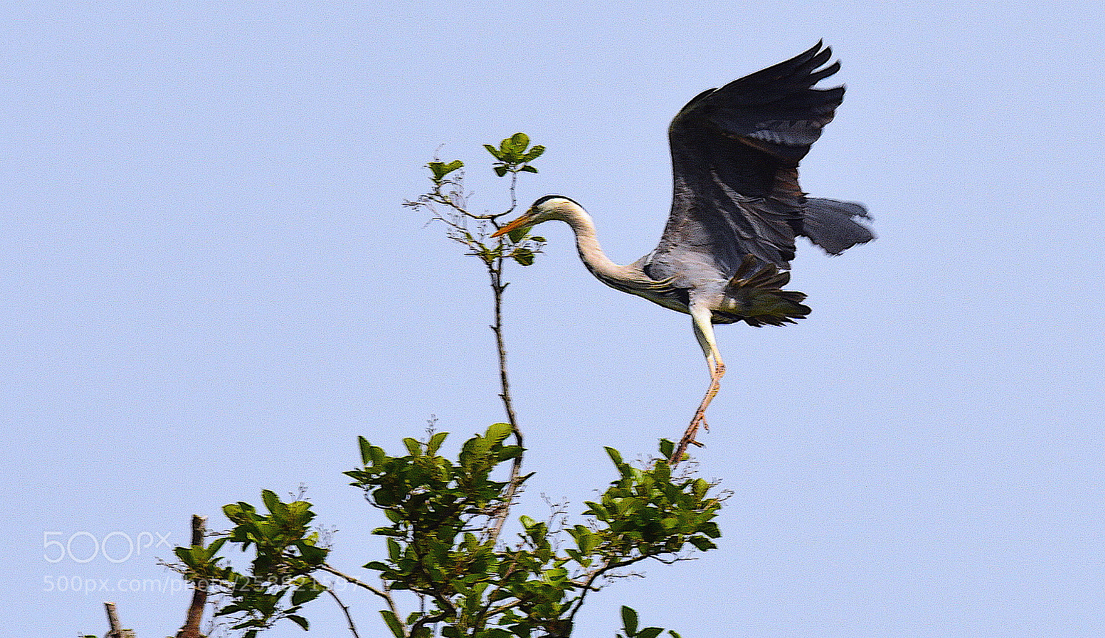 Nikon D7100 sample photo. Heron 20 mai geneva photography
