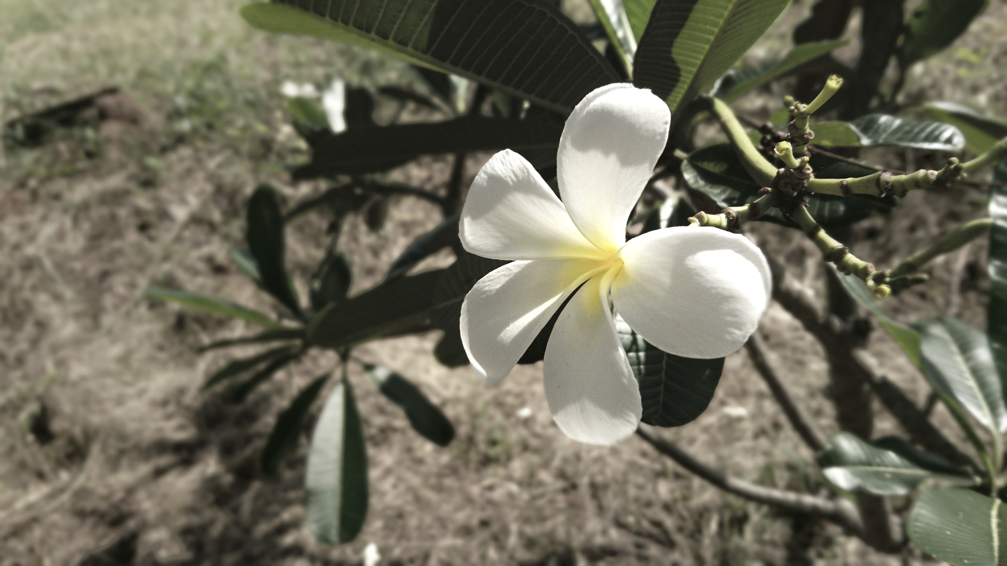 Sony Xperia X sample photo