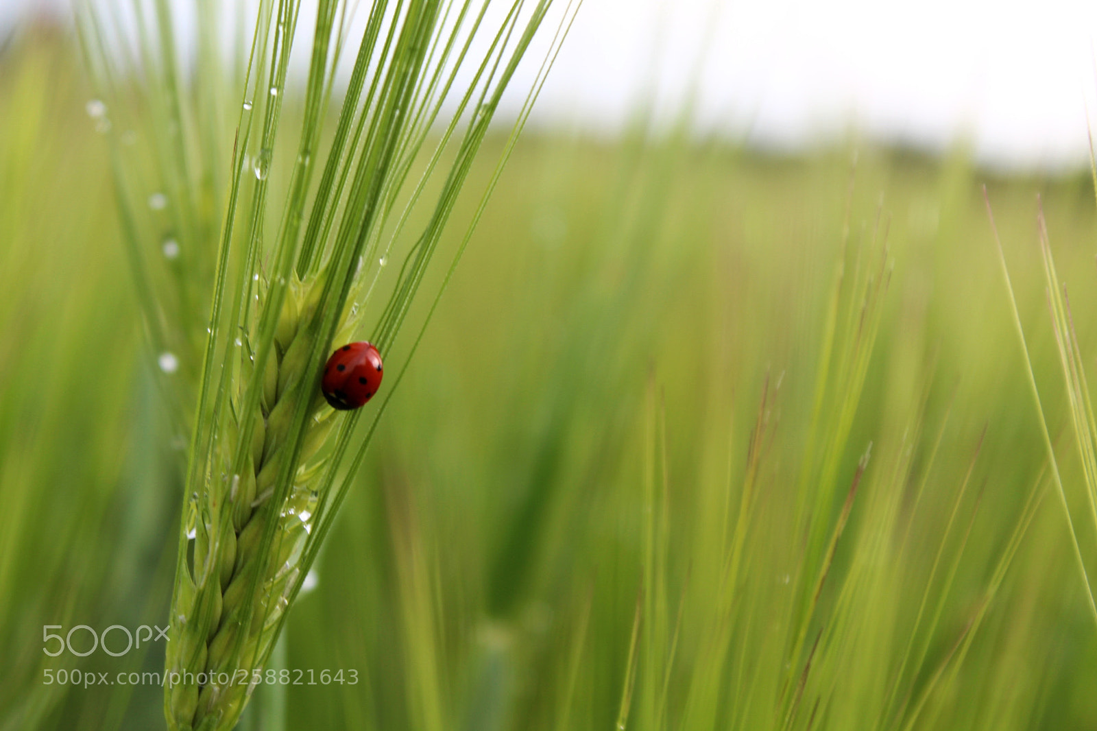 Canon EOS 1300D (EOS Rebel T6 / EOS Kiss X80) sample photo. Ladybug photography