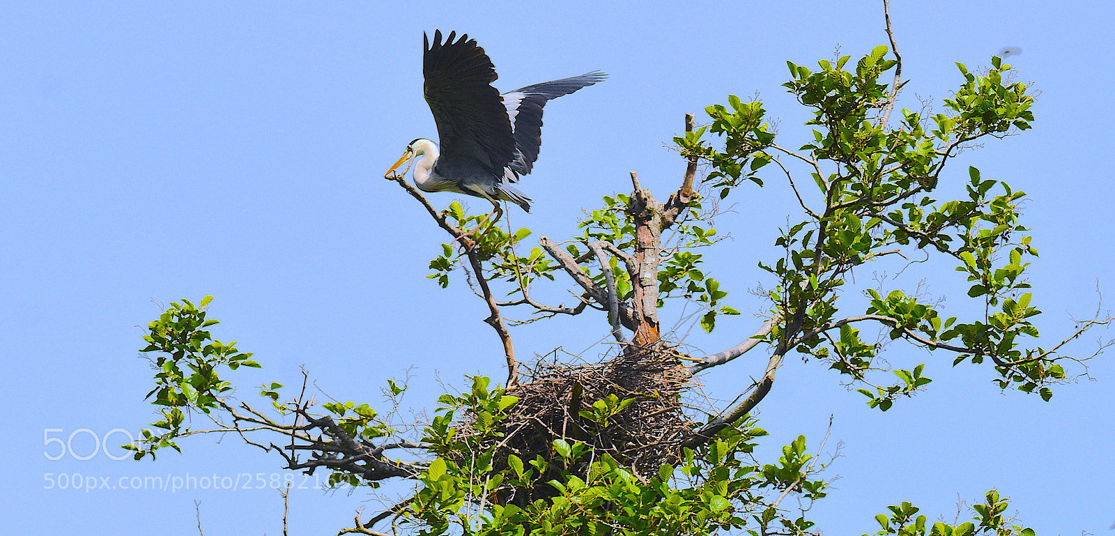 Nikon D7100 sample photo. Heron 20 mai geneva photography