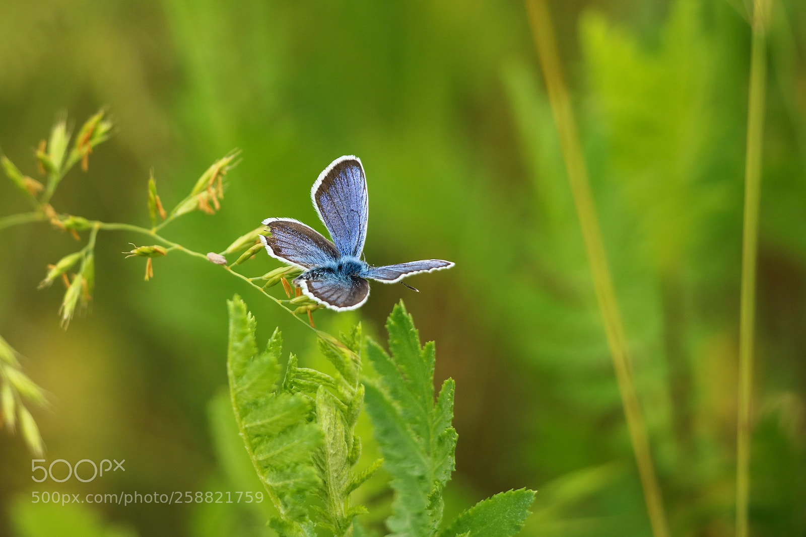 Canon EOS 760D (EOS Rebel T6s / EOS 8000D) sample photo. Butterfly photography