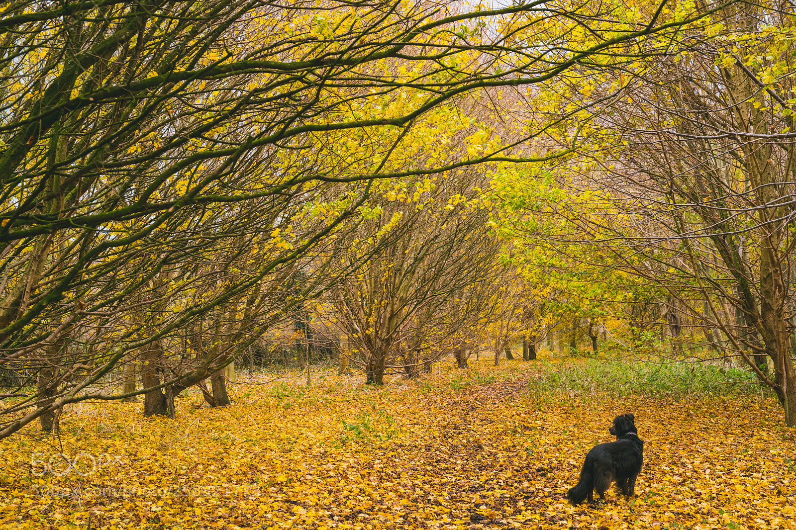 Nikon D850 sample photo. Dog in the woods photography