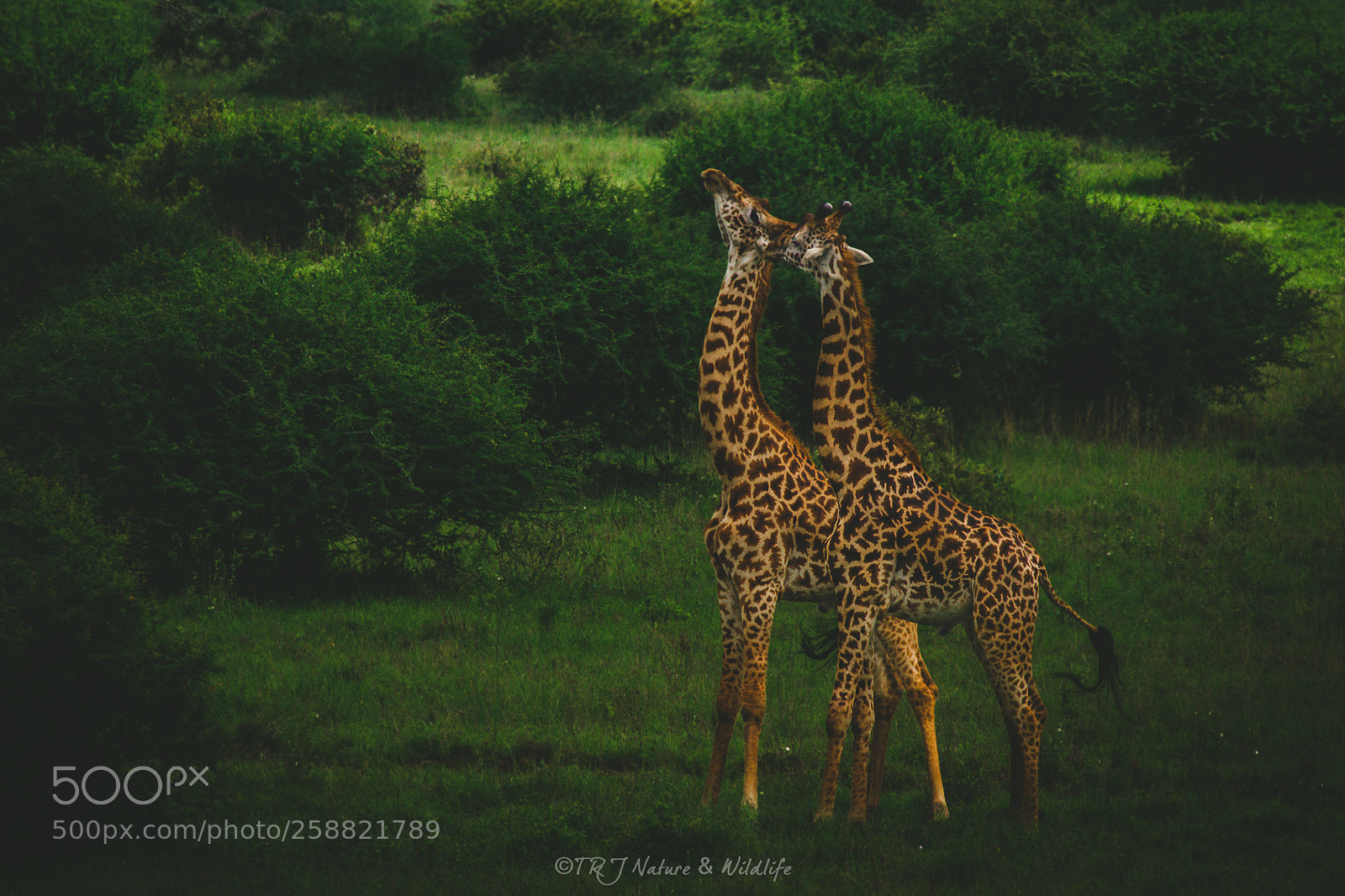 Canon EOS 7D Mark II sample photo. Giraffe fight.. photography