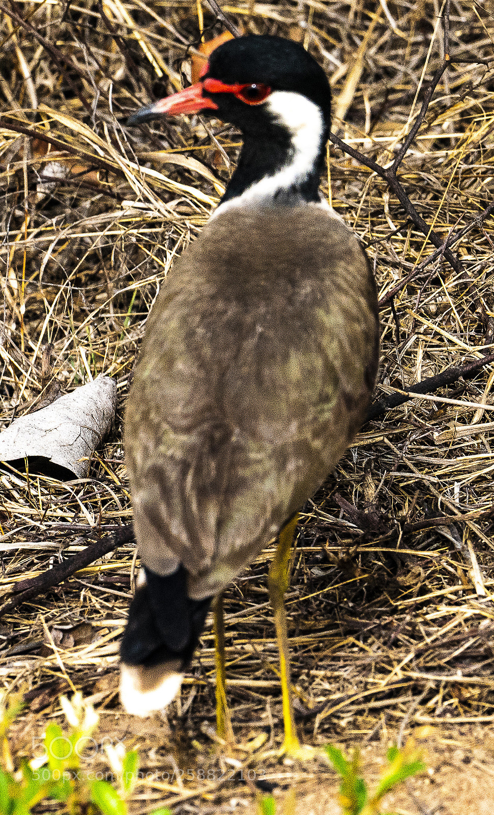 Sony a7R III sample photo. Red wettled lapwing photography